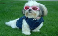 filhotes de lhasa apso com pedigree